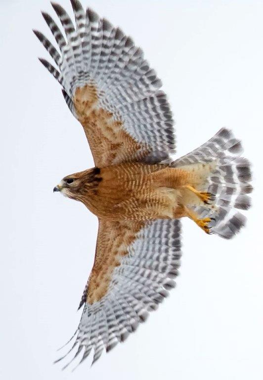 Bird Flying Showing Its Wingspan
