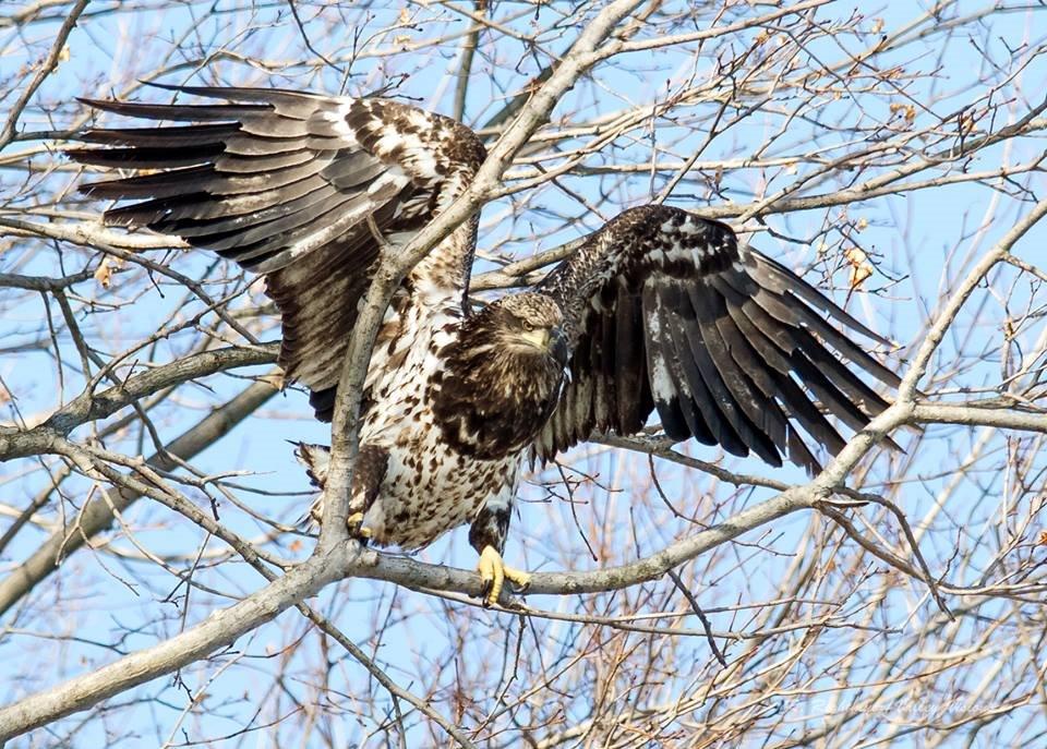 Large Bird in a Tree