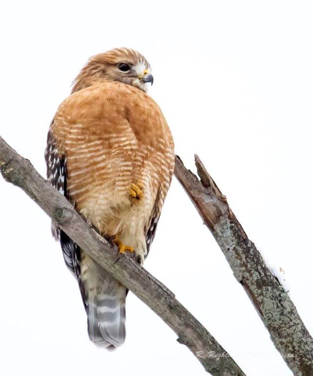 Bird Perched on a Branch